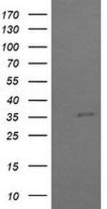 COPS6 Antibody in Western Blot (WB)