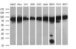 DNM1L Antibody in Western Blot (WB)