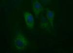 HAUS7 Antibody in Immunocytochemistry (ICC/IF)