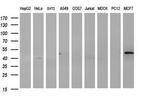 HAUS7 Antibody in Western Blot (WB)