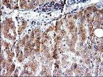 SHBG Antibody in Immunohistochemistry (Paraffin) (IHC (P))