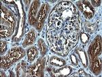 FNDC8 Antibody in Immunohistochemistry (Paraffin) (IHC (P))