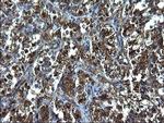 FNDC8 Antibody in Immunohistochemistry (Paraffin) (IHC (P))