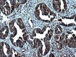 FNDC8 Antibody in Immunohistochemistry (Paraffin) (IHC (P))