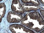 FNDC8 Antibody in Immunohistochemistry (Paraffin) (IHC (P))