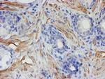 XTP4 Antibody in Immunohistochemistry (Paraffin) (IHC (P))