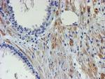 XTP4 Antibody in Immunohistochemistry (Paraffin) (IHC (P))