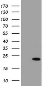 XTP4 Antibody in Western Blot (WB)