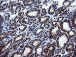 CNOT4 Antibody in Immunohistochemistry (Paraffin) (IHC (P))