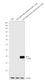 MYL7 Antibody in Western Blot (WB)