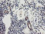 RBPMS Antibody in Immunohistochemistry (Paraffin) (IHC (P))