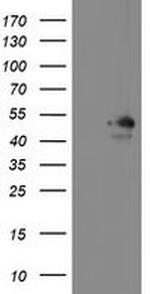 MEIS3 Antibody in Western Blot (WB)