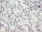 RFC2 Antibody in Immunohistochemistry (Paraffin) (IHC (P))