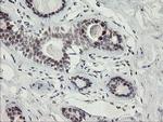 RFC2 Antibody in Immunohistochemistry (Paraffin) (IHC (P))