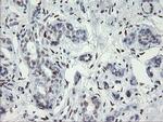 MAFB Antibody in Immunohistochemistry (Paraffin) (IHC (P))