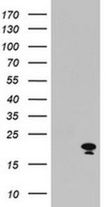 ARL2BP Antibody in Western Blot (WB)