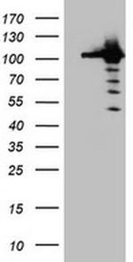 Cullin 4B Antibody in Western Blot (WB)