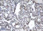 PRR11 Antibody in Immunohistochemistry (Paraffin) (IHC (P))