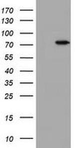 HBS1L Antibody in Western Blot (WB)