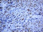 HIF3A Antibody in Immunohistochemistry (Paraffin) (IHC (P))