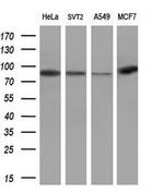 POLI Antibody in Western Blot (WB)