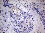 MFN1 Antibody in Immunohistochemistry (Paraffin) (IHC (P))