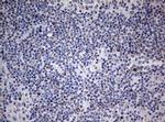 NDUFS2 Antibody in Immunohistochemistry (Paraffin) (IHC (P))