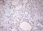 DDX56 Antibody in Immunohistochemistry (Paraffin) (IHC (P))