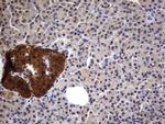 CK1 gamma-2 Antibody in Immunohistochemistry (Paraffin) (IHC (P))