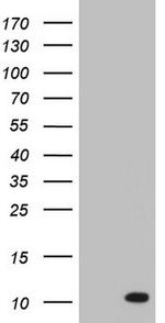 PYDC1 Antibody in Western Blot (WB)