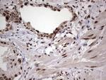 RTRAF Antibody in Immunohistochemistry (Paraffin) (IHC (P))