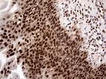 RTRAF Antibody in Immunohistochemistry (Paraffin) (IHC (P))