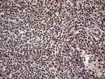 RTRAF Antibody in Immunohistochemistry (Paraffin) (IHC (P))