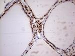 RTRAF Antibody in Immunohistochemistry (Paraffin) (IHC (P))