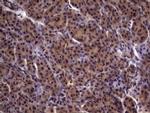 UFD1L Antibody in Immunohistochemistry (Paraffin) (IHC (P))