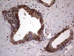 SNX12 Antibody in Immunohistochemistry (Paraffin) (IHC (P))