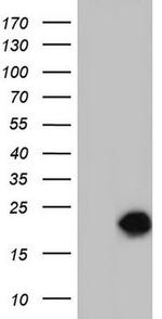 SNX12 Antibody in Western Blot (WB)