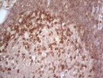 MCPH1 Antibody in Immunohistochemistry (Paraffin) (IHC (P))