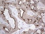 MB67 Antibody in Immunohistochemistry (Paraffin) (IHC (P))