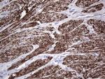 MB67 Antibody in Immunohistochemistry (Paraffin) (IHC (P))