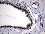 HDAC9 Antibody in Immunohistochemistry (Paraffin) (IHC (P))