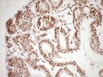 LPIN1 Antibody in Immunohistochemistry (Paraffin) (IHC (P))