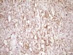 LPIN1 Antibody in Immunohistochemistry (Paraffin) (IHC (P))