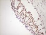 TFPI Antibody in Immunohistochemistry (Paraffin) (IHC (P))