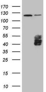 TFPI Antibody in Western Blot (WB)