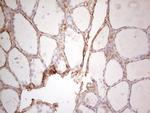 Ephrin A3 Antibody in Immunohistochemistry (Paraffin) (IHC (P))