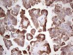 BHLHE41 Antibody in Immunohistochemistry (Paraffin) (IHC (P))