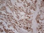 GABRA5 Antibody in Immunohistochemistry (Paraffin) (IHC (P))