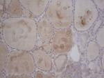 GABRA5 Antibody in Immunohistochemistry (Paraffin) (IHC (P))