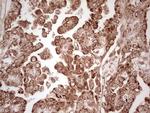 WIBG Antibody in Immunohistochemistry (Paraffin) (IHC (P))